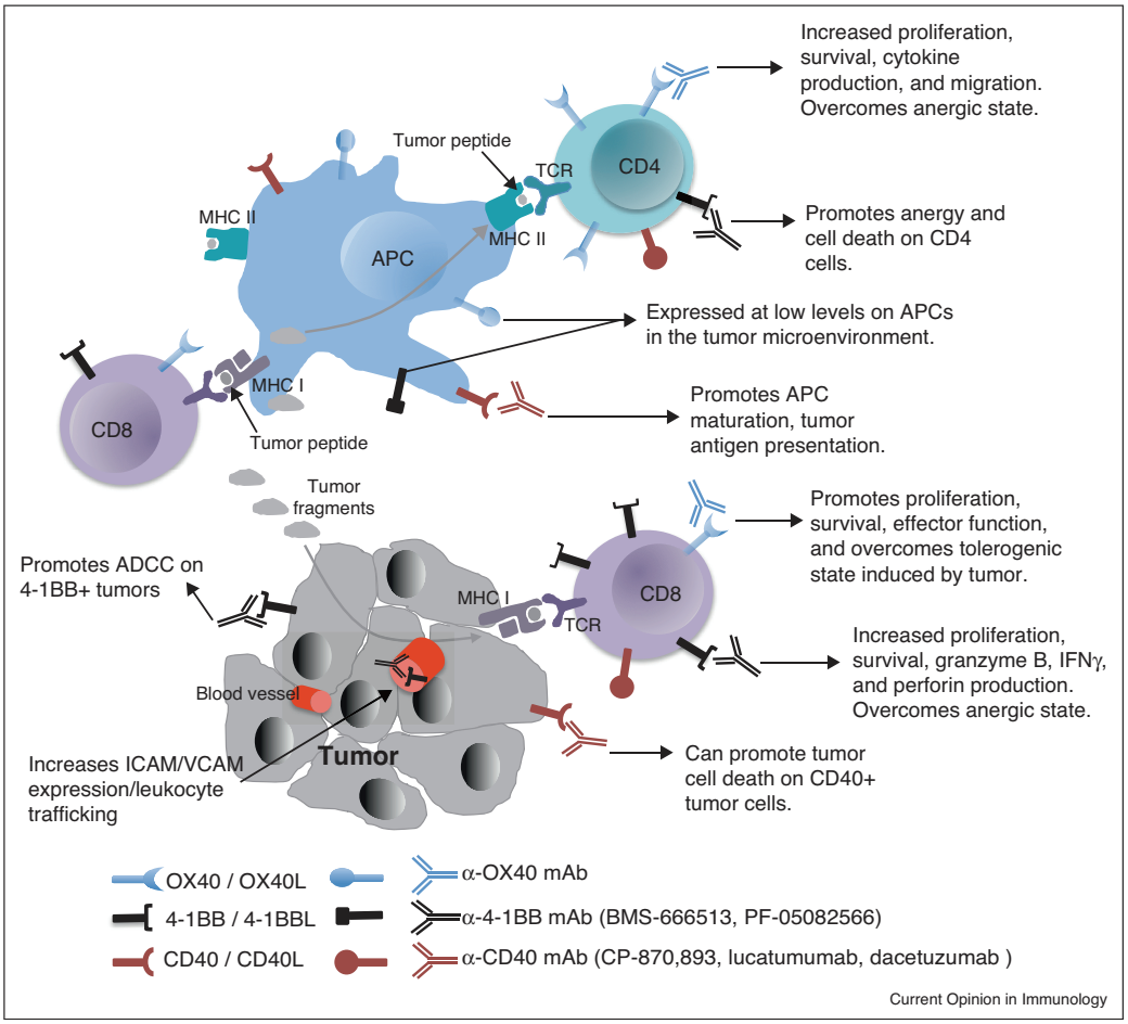 CD40 in regulating anti-tumor T cell responses.