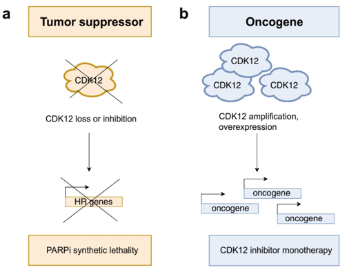 Role of CDK12 in cancer.