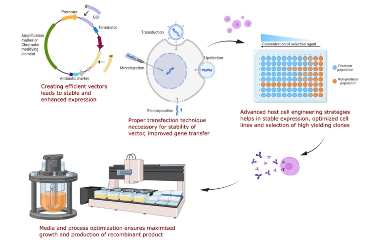 Figure 1: The high-producing cell lines with reduced screening times, efficient expression hosts, optimized gene systems, streamlined cell line generation, and effective scaling-up and purification strategies to ensure consistent yield and quality. (10.1007/s12033-024-01060-6)