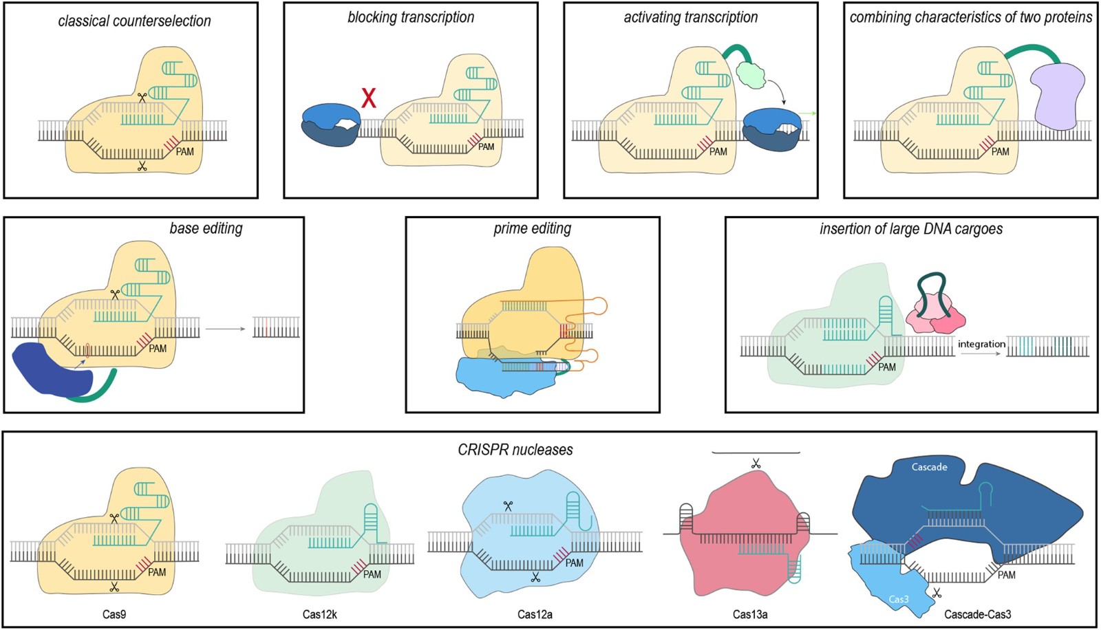 Fig. 1 illustrates the diverse technologies for bacterial genome editing, encompassing traditional methods, precision editing techniques such as base and prime editors, and a range of Cas effector nucleases including Cas9, Cas13a, and Cas12k. (Source from: https://doi.org/10.1038/s44319-024-00086-w)