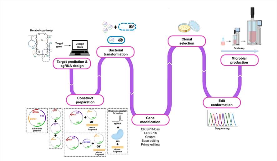 Fig. 2 is a sample workflow illustrating the application of CRISPR-based techniques for editing bacterial genomes to enhance industrial production. (Source from: https://doi.org/10.1016/j.bej.2023.108880)
