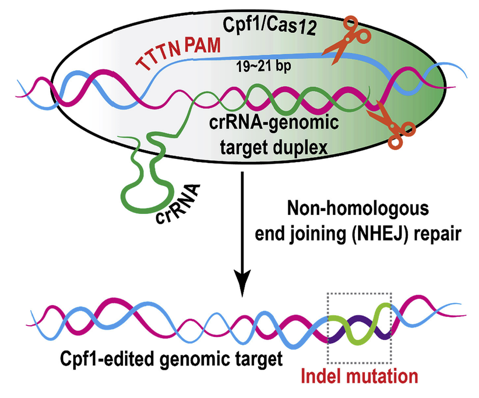  mechanism of CRISPR/Cas12a