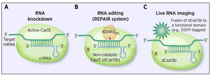 CRISPR/Cas13, as a versatile toolkit for transcriptome engineering 