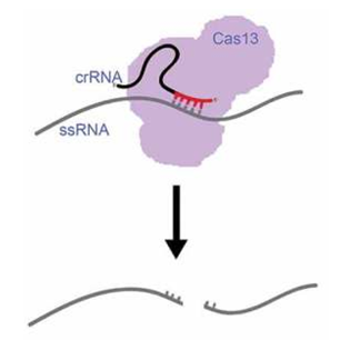 CRISPR-Cas13 targets ssRNA with its crRNA, and the twin HEPN nuclease domains cleaves the sequence non-specifically after the first crRNA guided cleavage at the binding site, leaving blunt ends. 