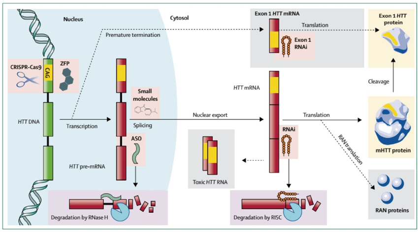 Production of HTT and targeted molecular therapies in development to reduce its expression.