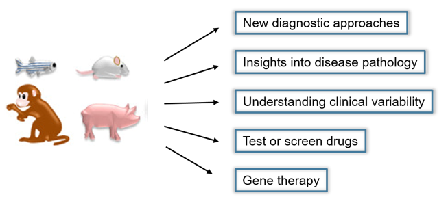  The applications of animal disease models