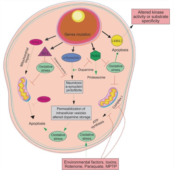  Illustration of the main molecular pathways involved in PD pathogenesis. 