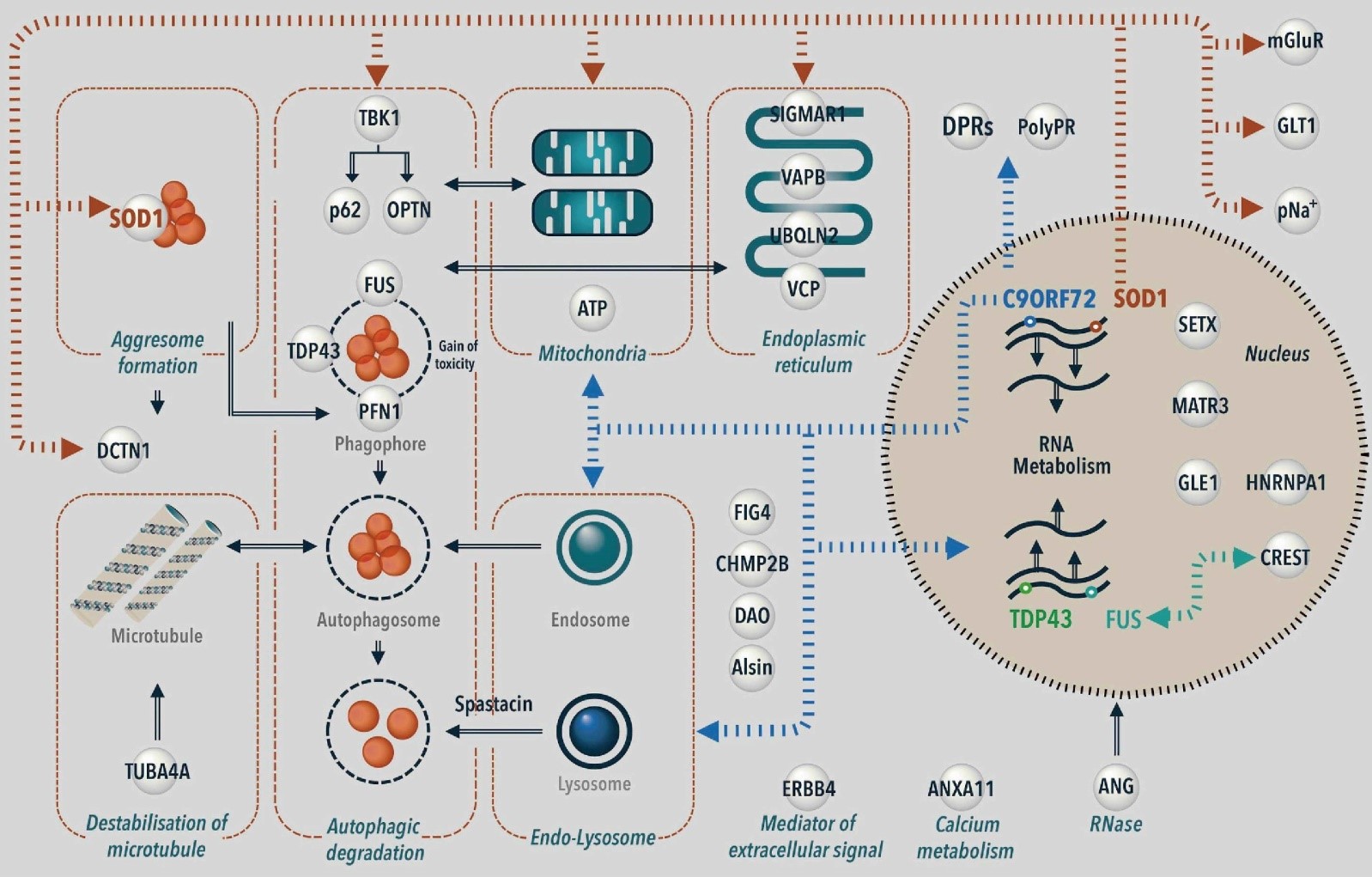  Localization and role of the targets (proteins) of the main causative genes of FALS.