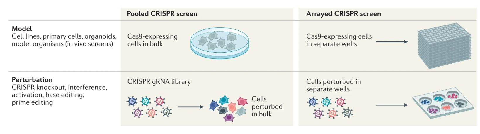 Figure 1: Schematic representation of CRISPR screens, illustrating the biological model and perturbations introduced using CRISPR technology. (doi: 10.1038/s41586-019-1103-9)