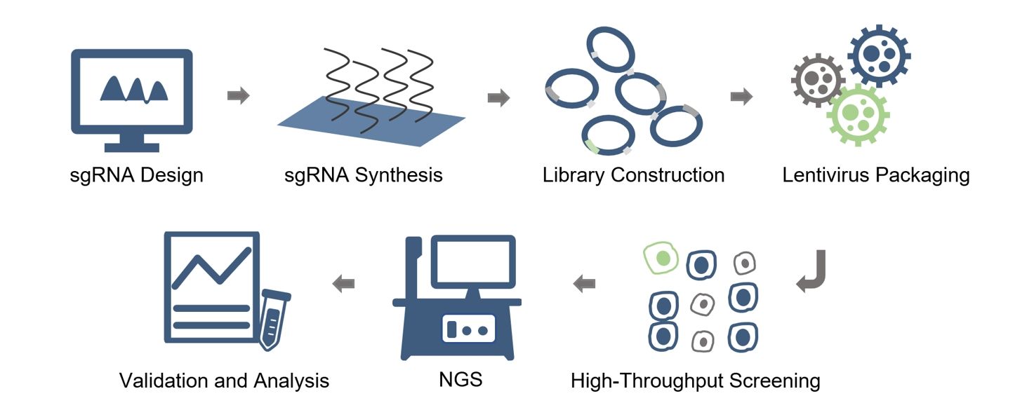 Figure 2: Creative Biogene's detailed CRISPR-SCREEN screening service process workflow (proprietary illustration)