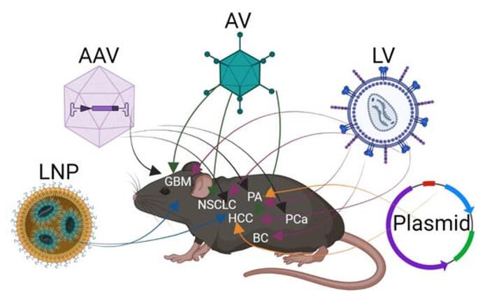 Delivery of CRISPR/Cas to induce cancer in the mouse.