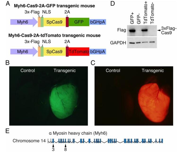 Generation of Myh6-Cas9 transgenic mice.