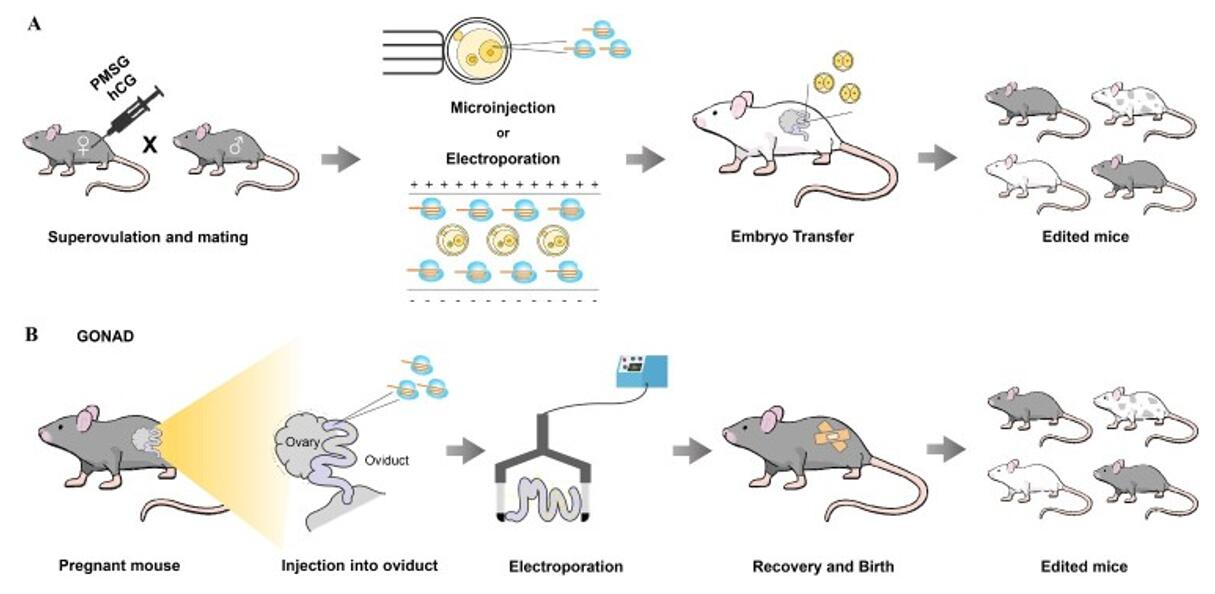 A mouse modeling approach using the CRISPR system.