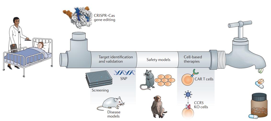 Pipeline of CRISPR–Cas-assisted drug discovery.