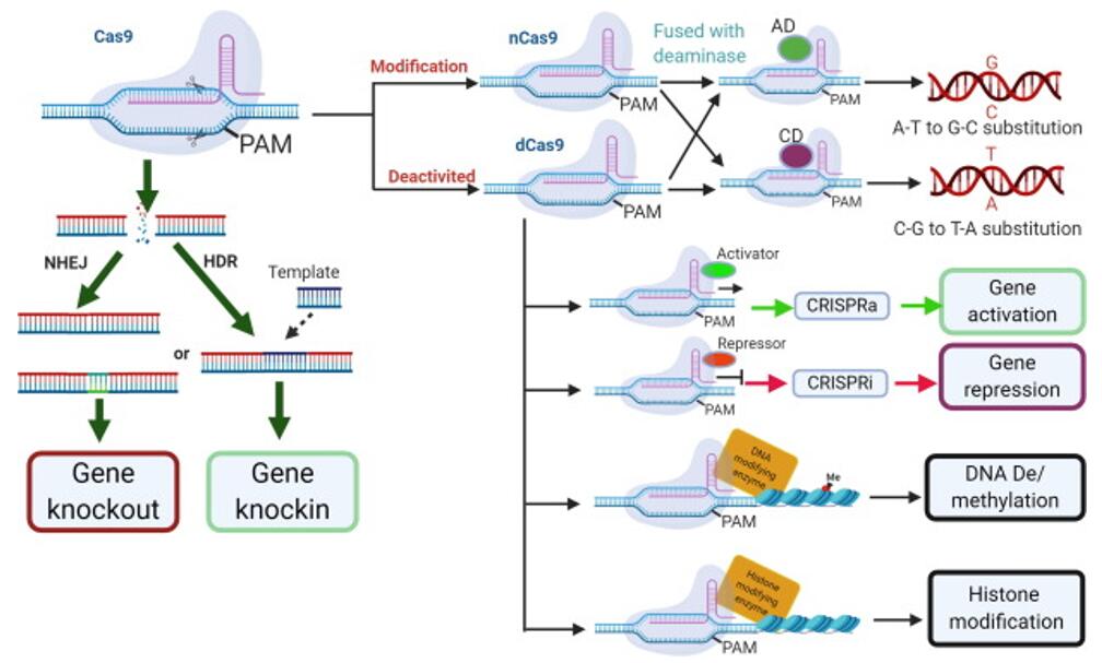 Application of CRISPR/Cas genome editing in gene functional study.