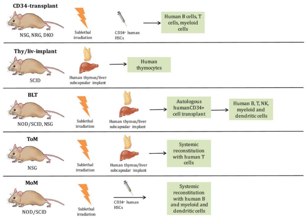 Humanized mice for HIV research.