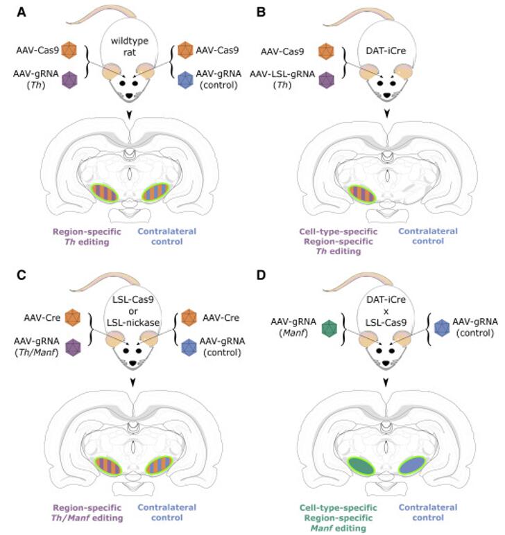 Experimental Approaches for Induction of CRISPR-Cas9-Mediated Knockout of Genes in the Rat Midbrain.