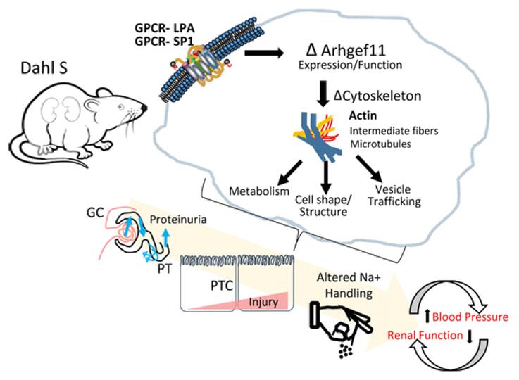 Loss of Arhgef11 in the Dahl salt-sensitive rat protects against hypertension-Induced renal injury.