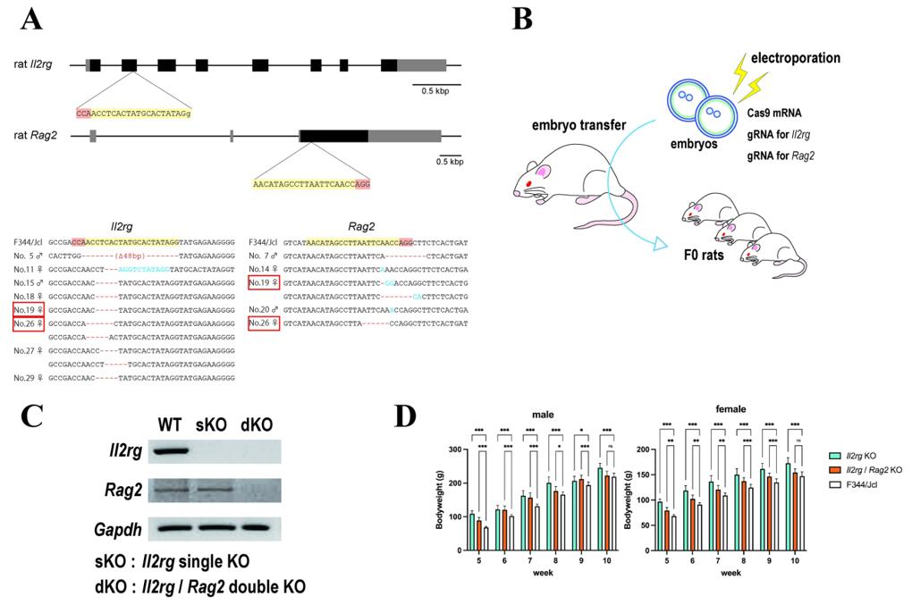 Generation of Il2rg and Rag2 knockout rats using CRISPR/Cas9.