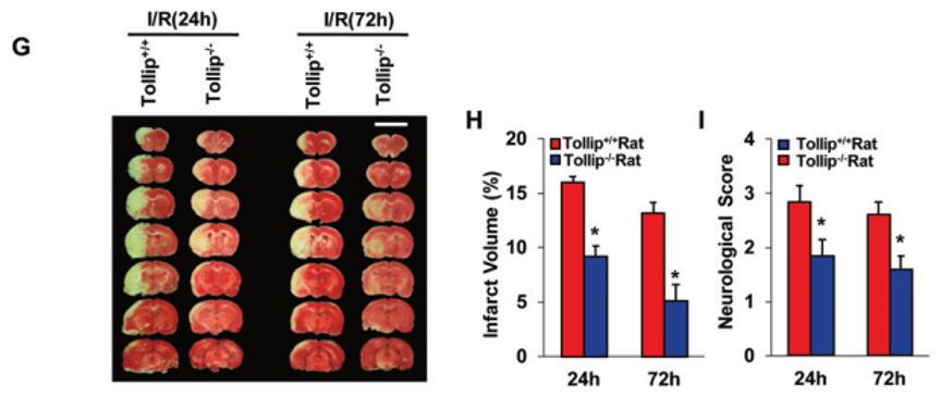 Tollip knockout rats generated by Cas9 exhibit protection against I/R injury.