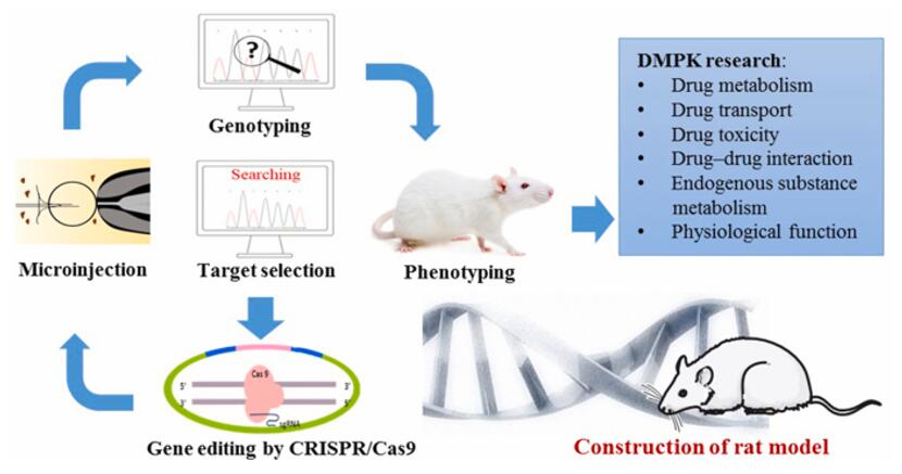 Flowchart of gene editing animal model construction based on CRISPR-Cas9 technology.