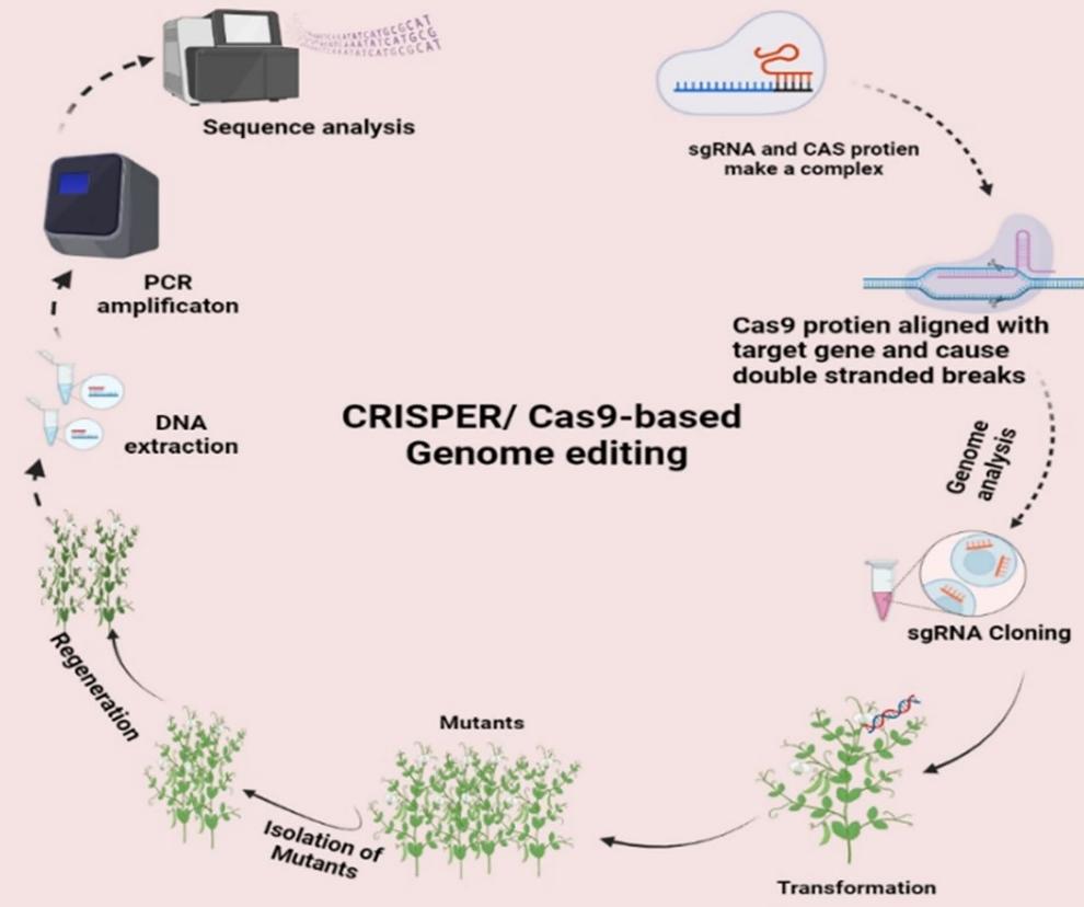 Figure 1 illustrates the Cas9 gene-editing process, highlighting the steps of forming a complex between sgRNA and the Cas9 protein, DNA unwinding by sgRNA, gene cleavage by Cas9, and subsequent procedures like analysis, cloning, and transformation. (doi: 10.1007/s12088-023-01154-w)