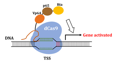 TSS: transcriptional start site