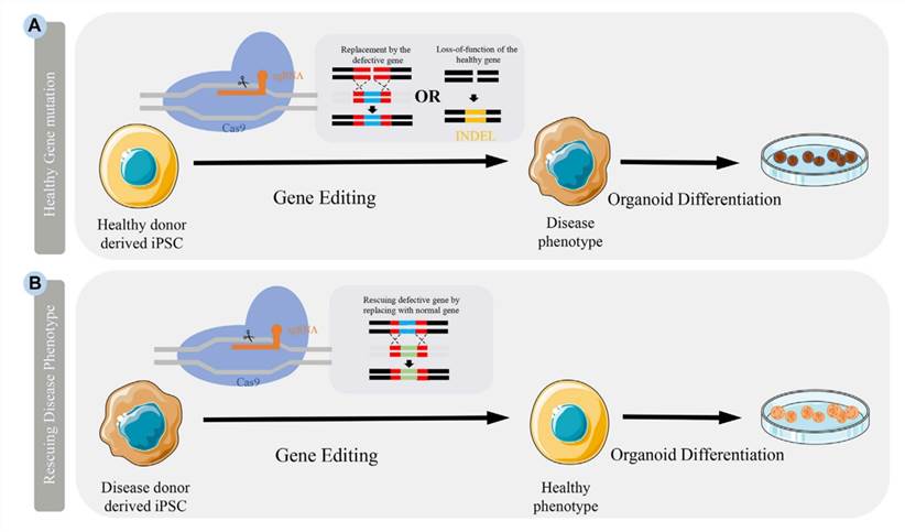 The Figure 1 describes how CRISPR-Cas9 technology is used to generate disease models, including two methods: knocking out healthy genes and repairing defective genes. (doi: 10.3389/fbioe.2022.932936)