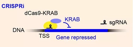 Components and workflow of the CRISPRi system.
