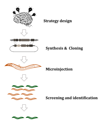  Workflow of custom C. elegans model