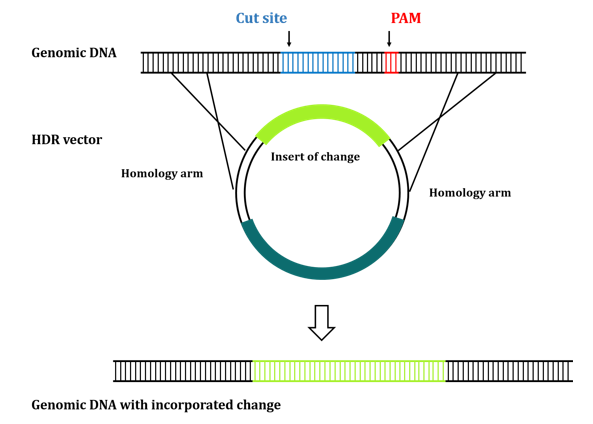 Custom CRISPR/Cas9 HDR Vectors