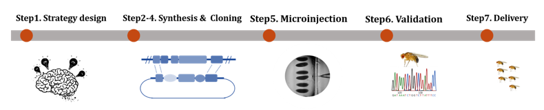  Workflow of custom Drosophila model