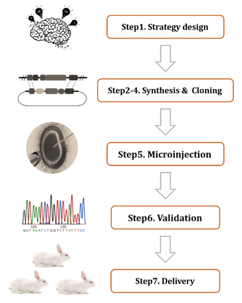 Workflow of our CRISPR/Cas9 rabbit model service