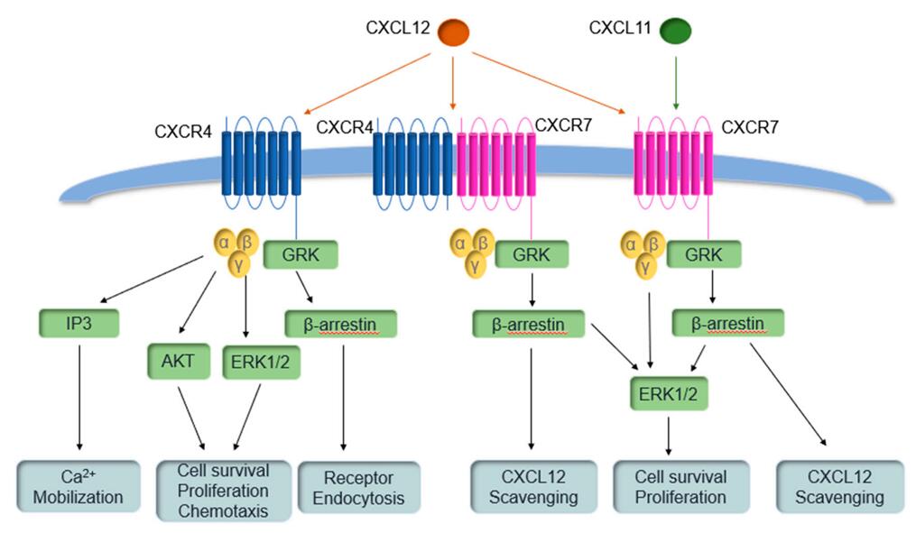 CXC chemokine receptor 4 (CXCR4) and CXCR7 pathways.