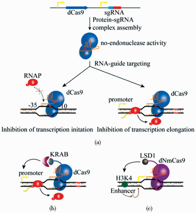 Fig. 1 depicts the mechanism and various types of CRISPR activation systems, including their roles in gene transcription and specific systems such as dCas9-VP64, dCas9-VP64/VP16, dCas9-SunTag, SAM, and dCas9-p300 core. (DOI: 10.13523/j.cb.20180713)
