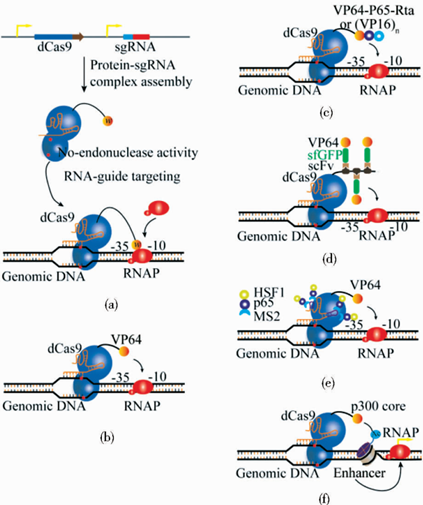 Fig. 2 demonstrates the mechanism and various CRISPR inhibition systems, including how they work to prevent the transcription of genes and particular systems like the dCas9-KRAB and dCas9-LSD1 systems. (DOI: 10.13523/j.cb.20180713)