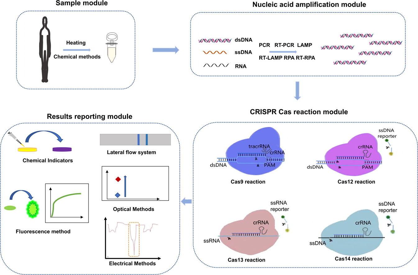 Fig. 1 outlines the advancements of CRISPR-Cas in pathogen detection, emphasizing its potential for clinical use. (Source from: https://doi.org/10.1016/j.jare.2022.10.011)