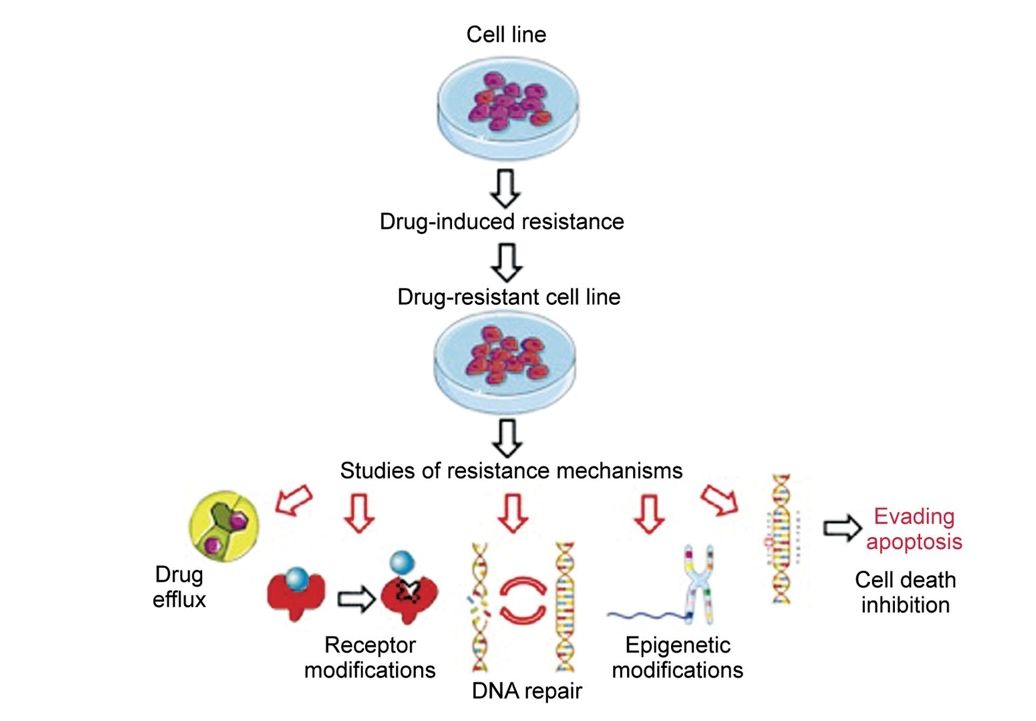Figure 1 illustrates the development of drug-resistant cell lines through a gradual increase in drug concentrations. (doi: 10.21873/anticanres.13858)