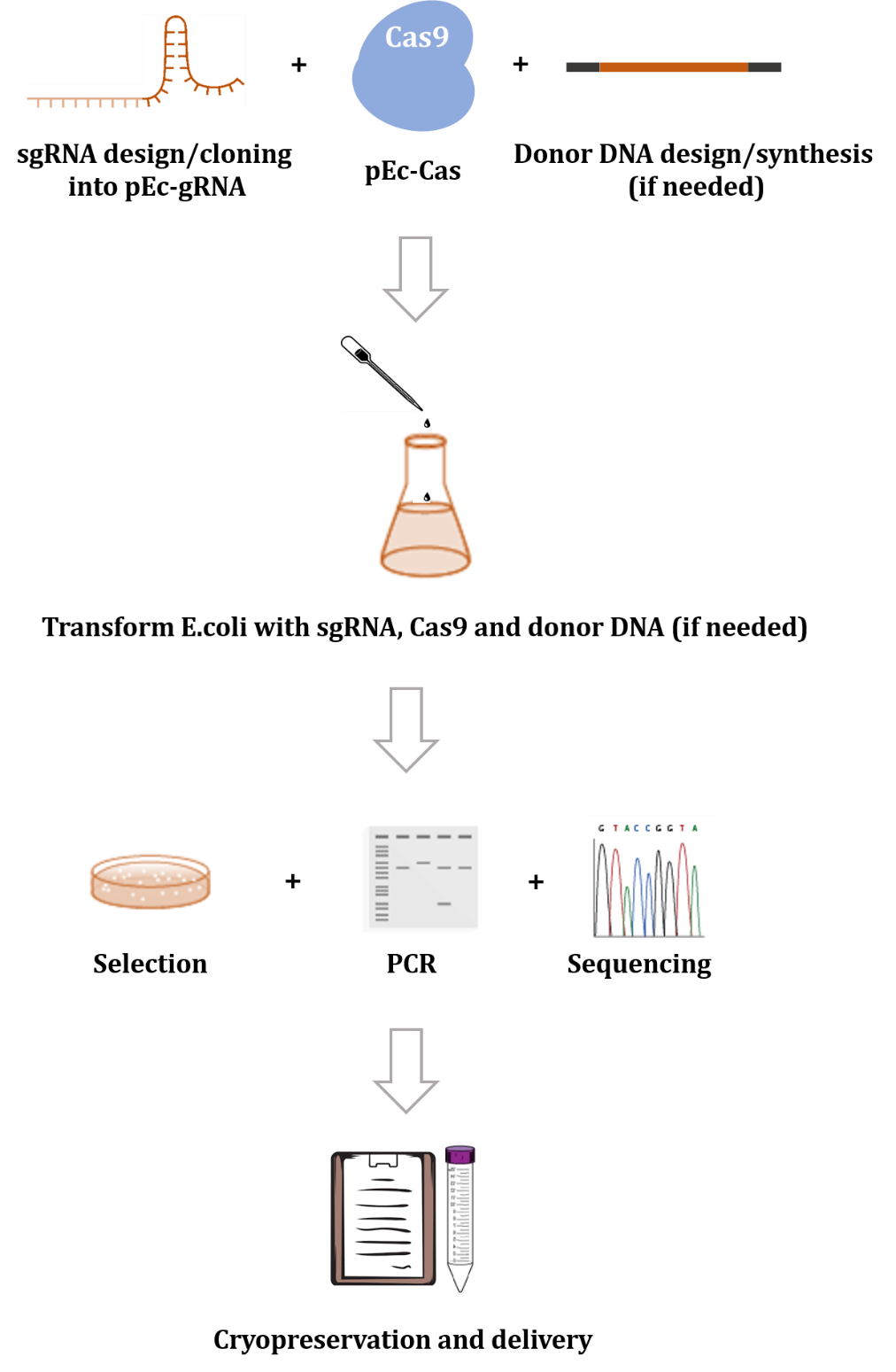 E.coli Genome Editing Service