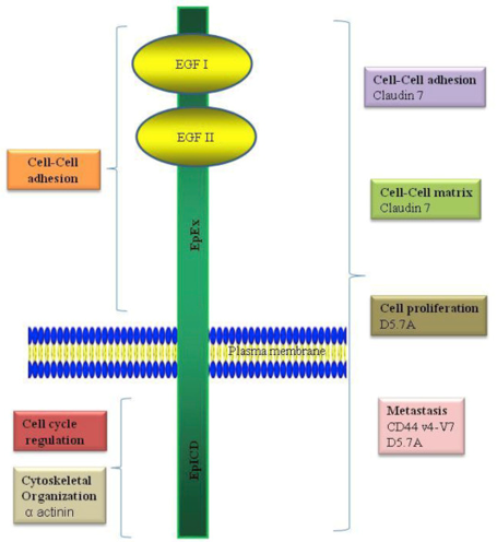 EpCAM function.