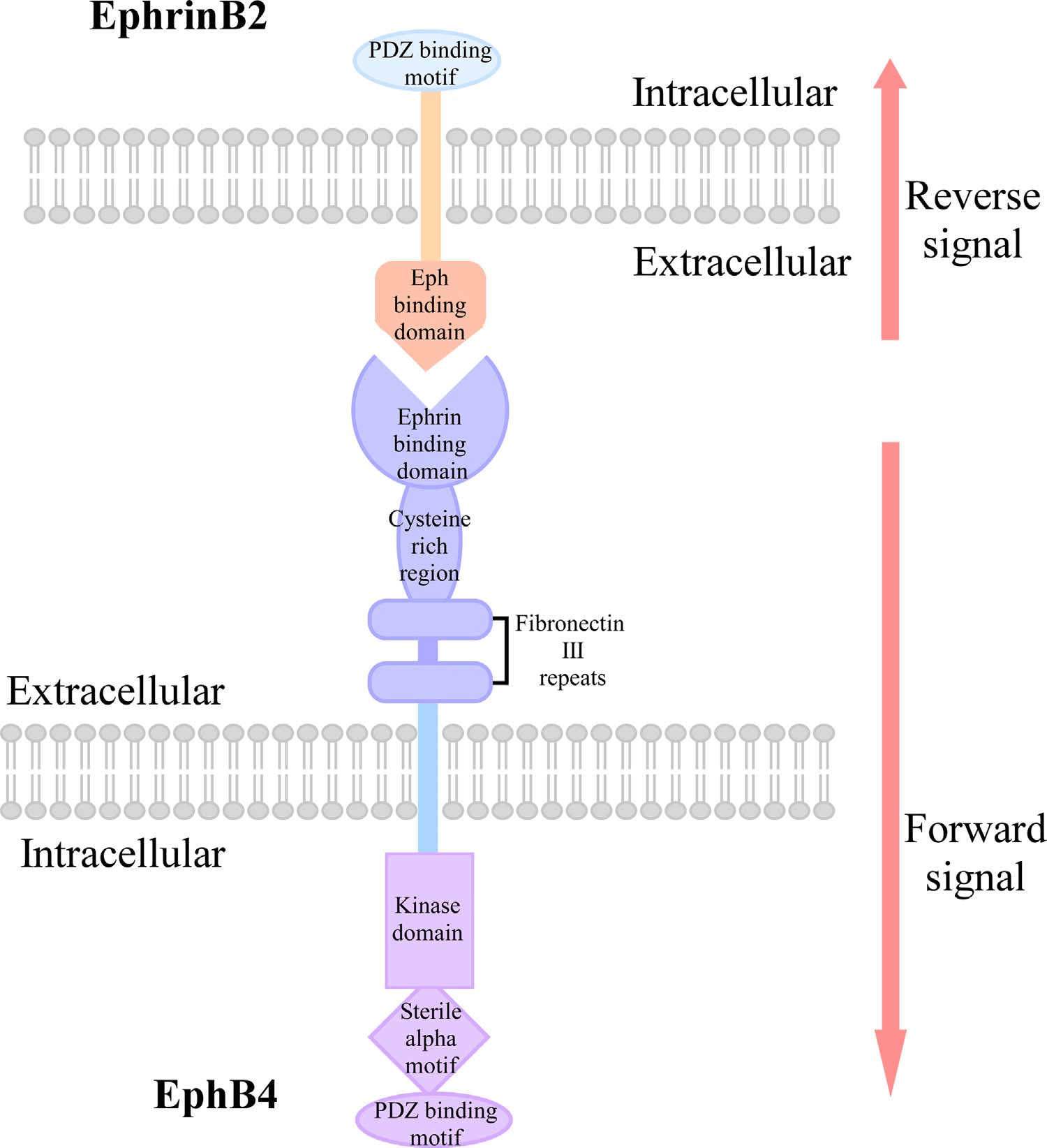 Schematic domain structure of EphB4 and its ligand, ephrinB2.