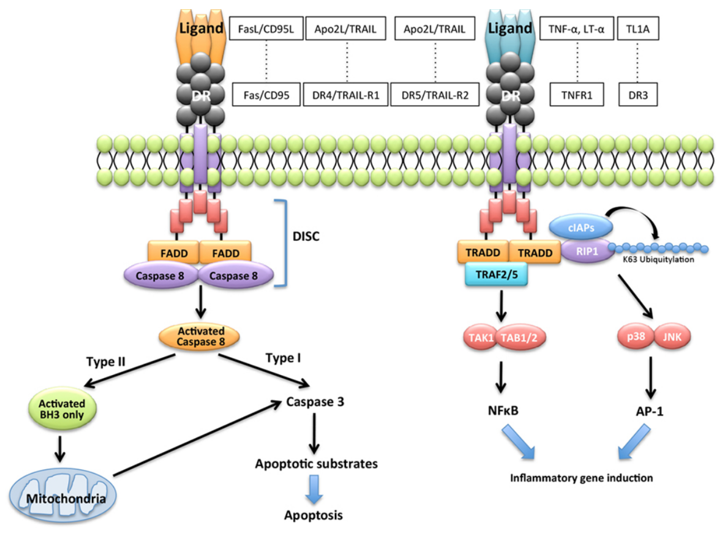 Apoptotic signaling via Fas/FasL