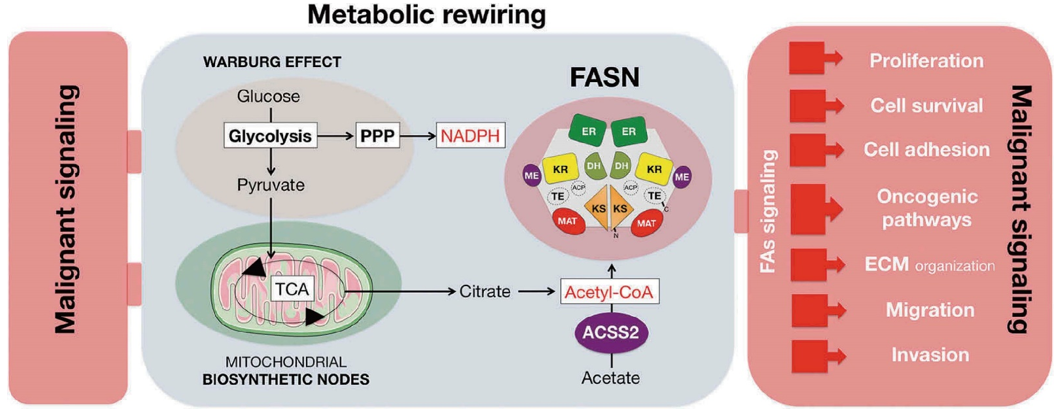 The metabolo-oncogenic nature of FASN in breast cancer.