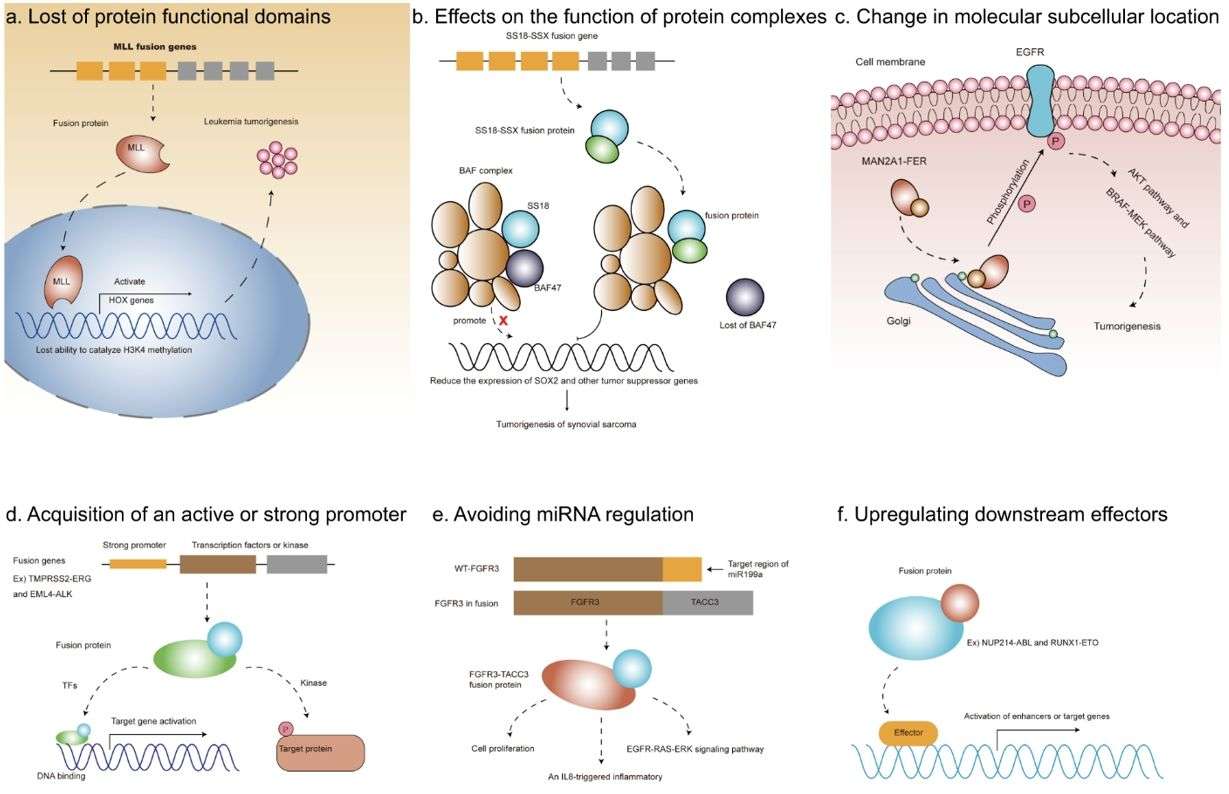 Figure 1 shows the MLL fusions disrupt its functional domain responsible for H3K4 methylation in leukemia. (doi: 10.1038/s41419-021-04065-0)