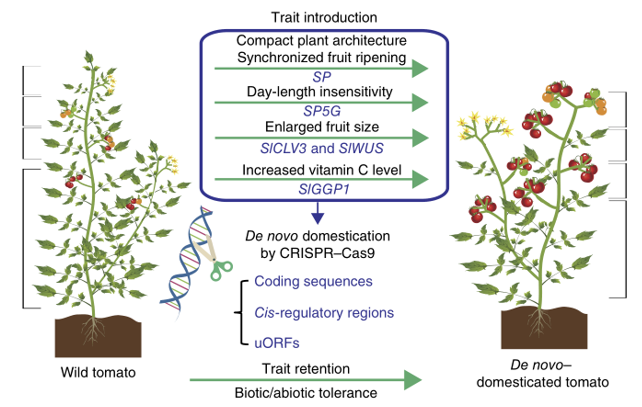  Domestication of wild tomatoes through CRISPR/Cas9 technology