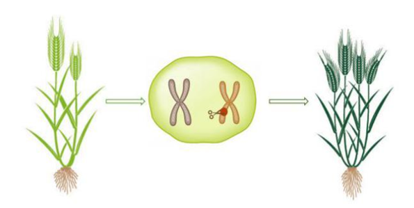  Agronomic Traits improvement by precisely modifying the target gene.