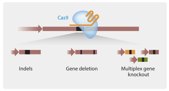 Genome Editing in Model Plants