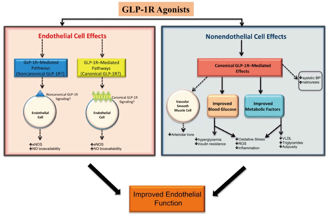 GLP-1R agonists and endothelial function.