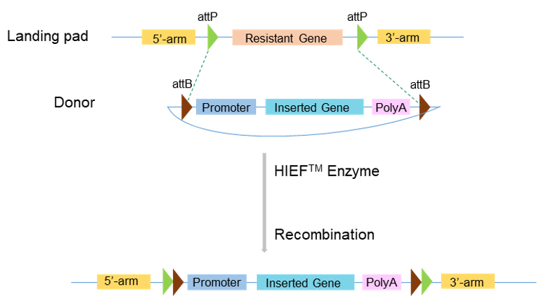 HIEF™ system