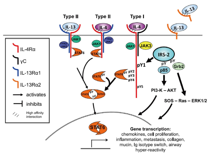 IL-4 and IL-13 receptor structure.